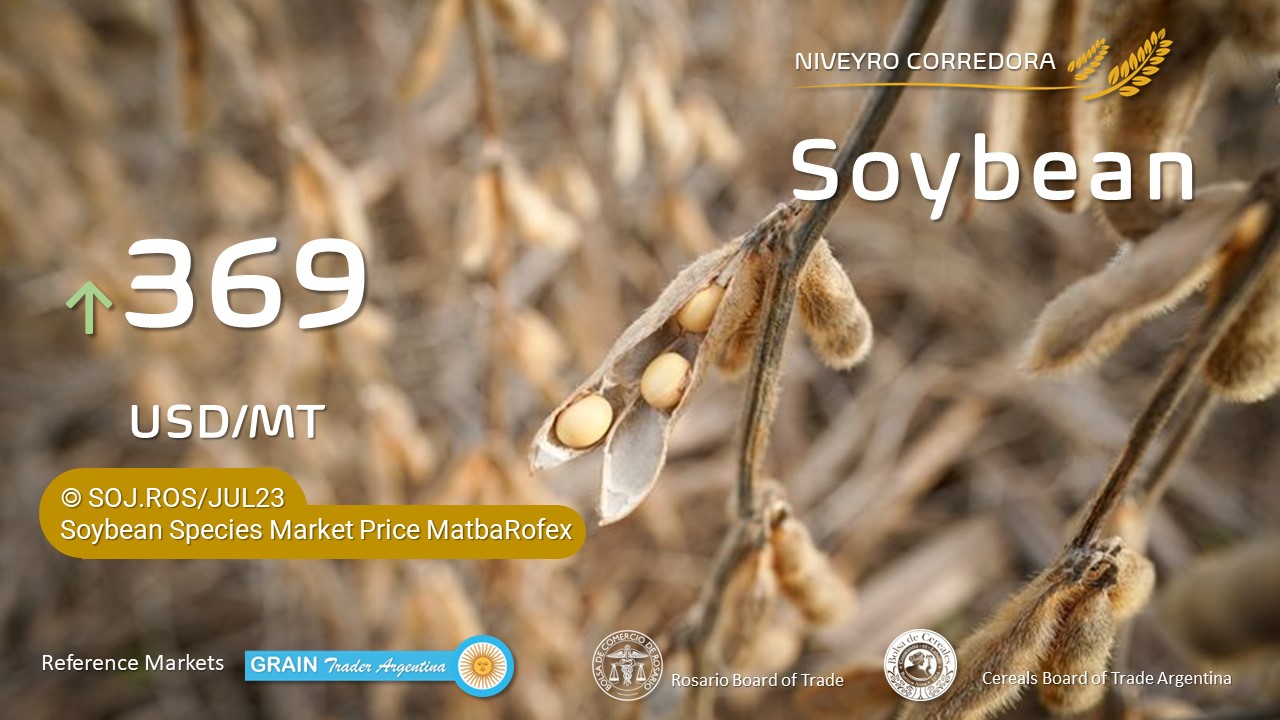 Soja 🌱 Soybean Soya ◉ 20230626