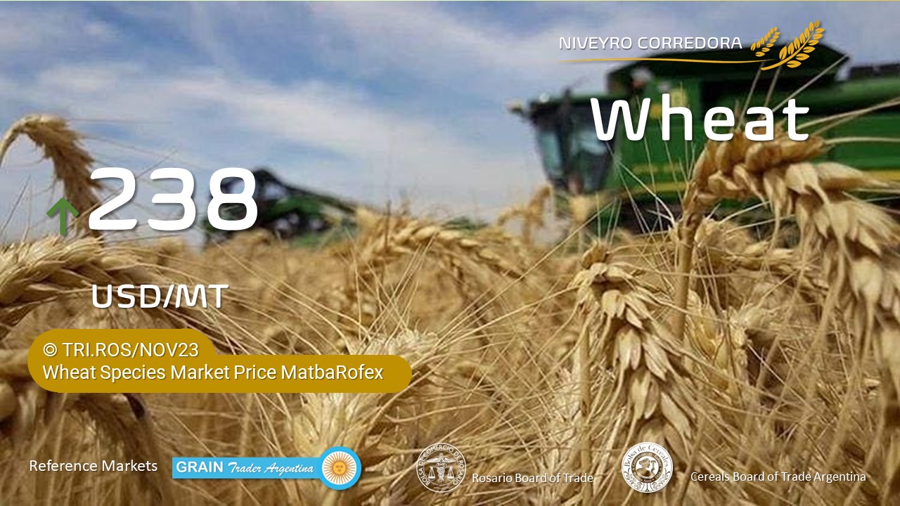 Wheat 🌾 Trigo